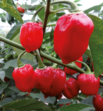 4 kpl Chili lajitelma
