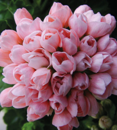 3 kpl Pelargoni ’Emma’