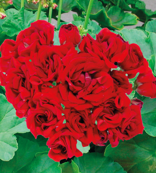 3 kpl Pelargoni ’Rosebud’