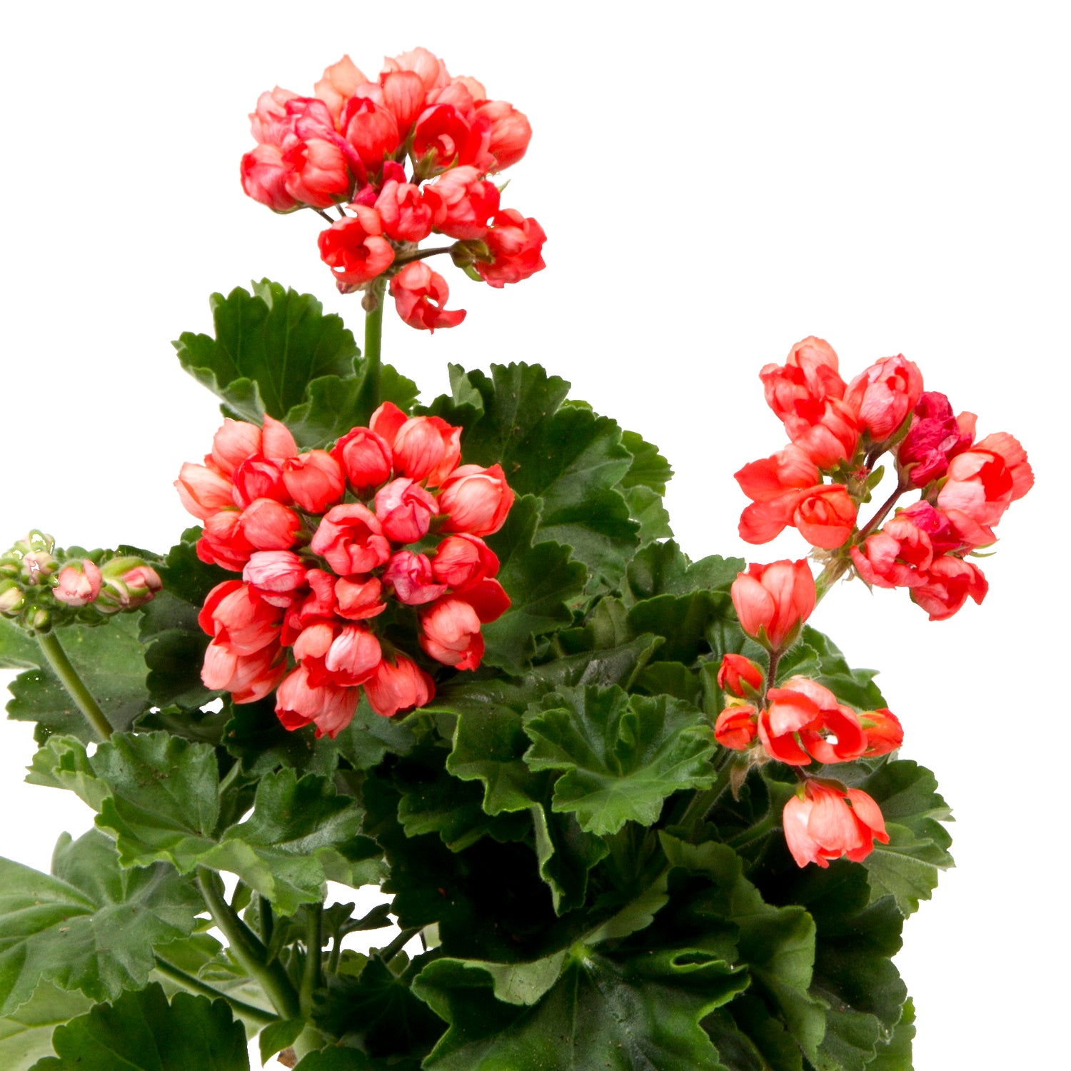 3 kpl Pelargoni ’Red Pandora’