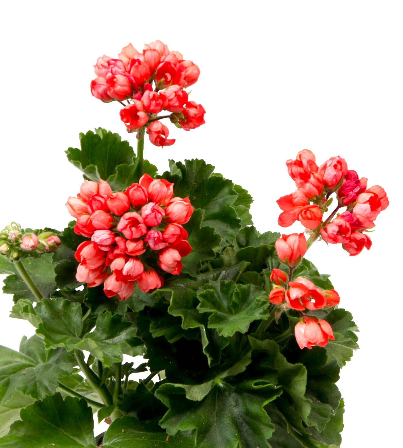 3 kpl Pelargoni ’Red Pandora’