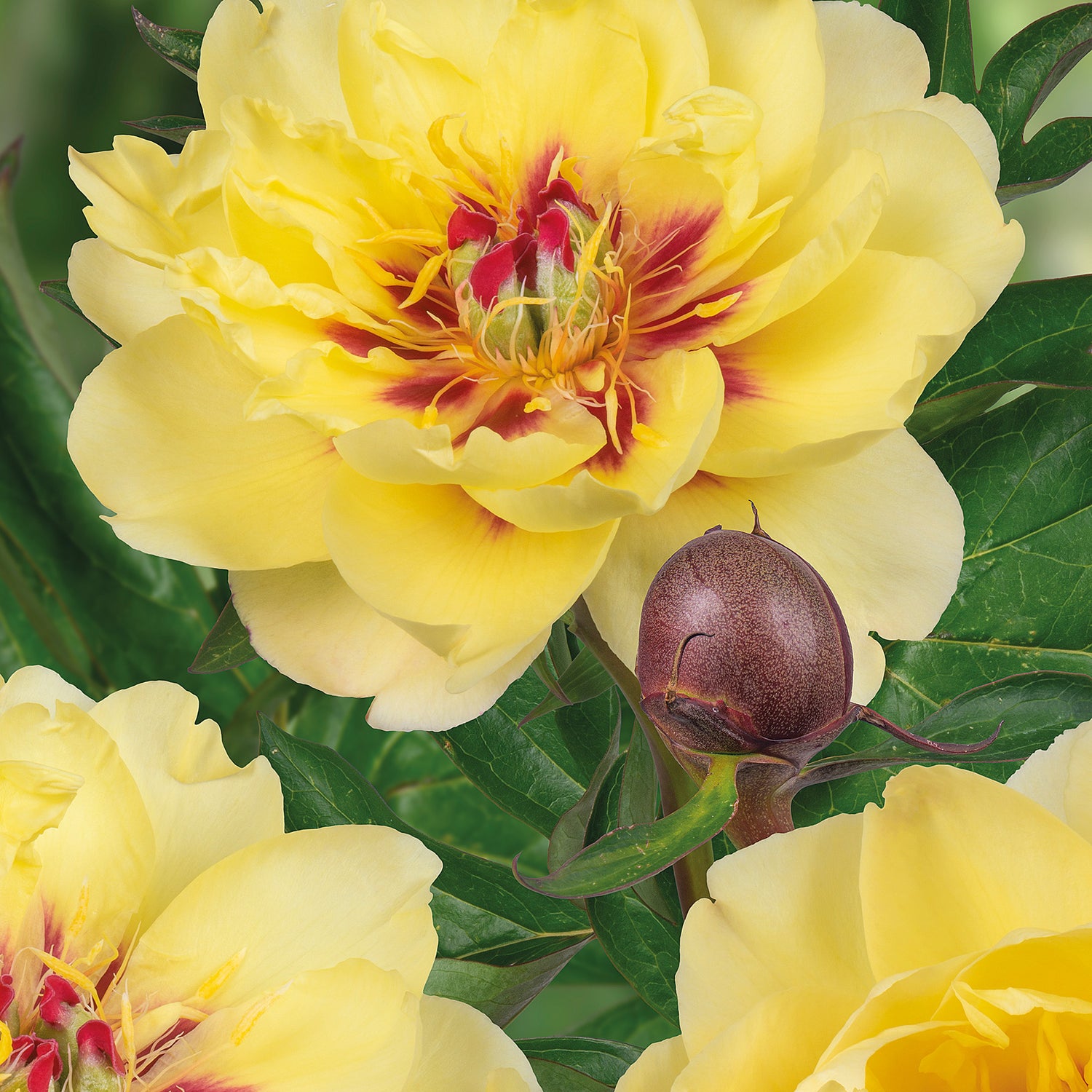 1 kpl Itoh-Pioni 'Yellow Waterlily'