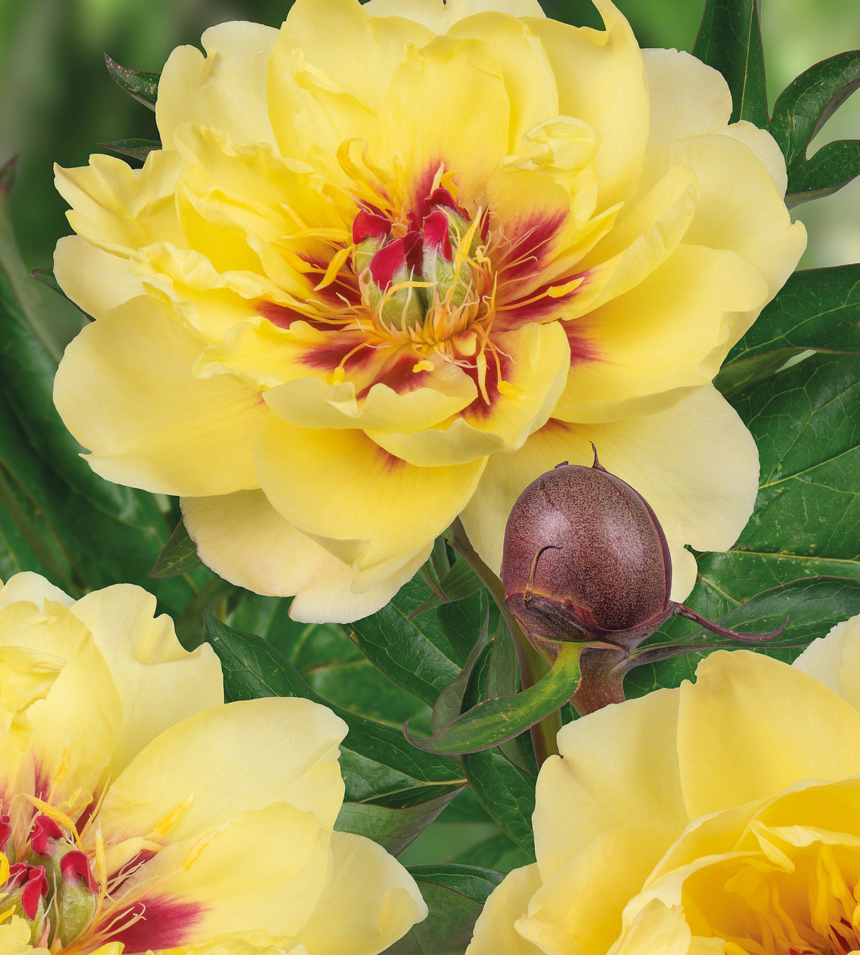 1 kpl Itoh-Pioni 'Yellow Waterlily'