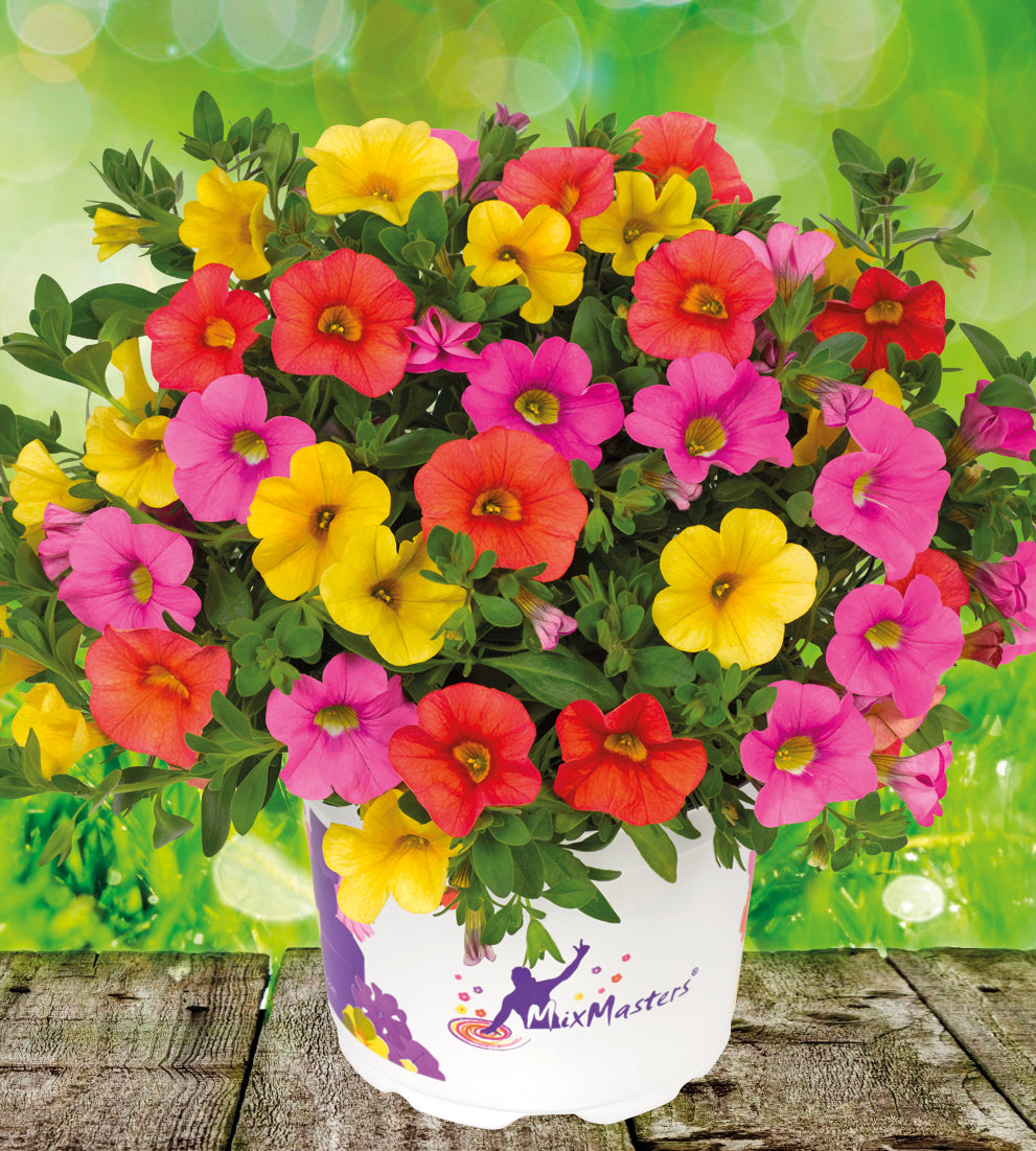 4 kpl Miljoonakello 'Candy'