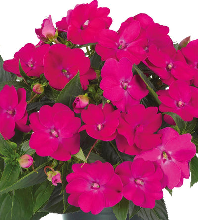 3 kpl Aurinkoliisa ’Rose Pink’