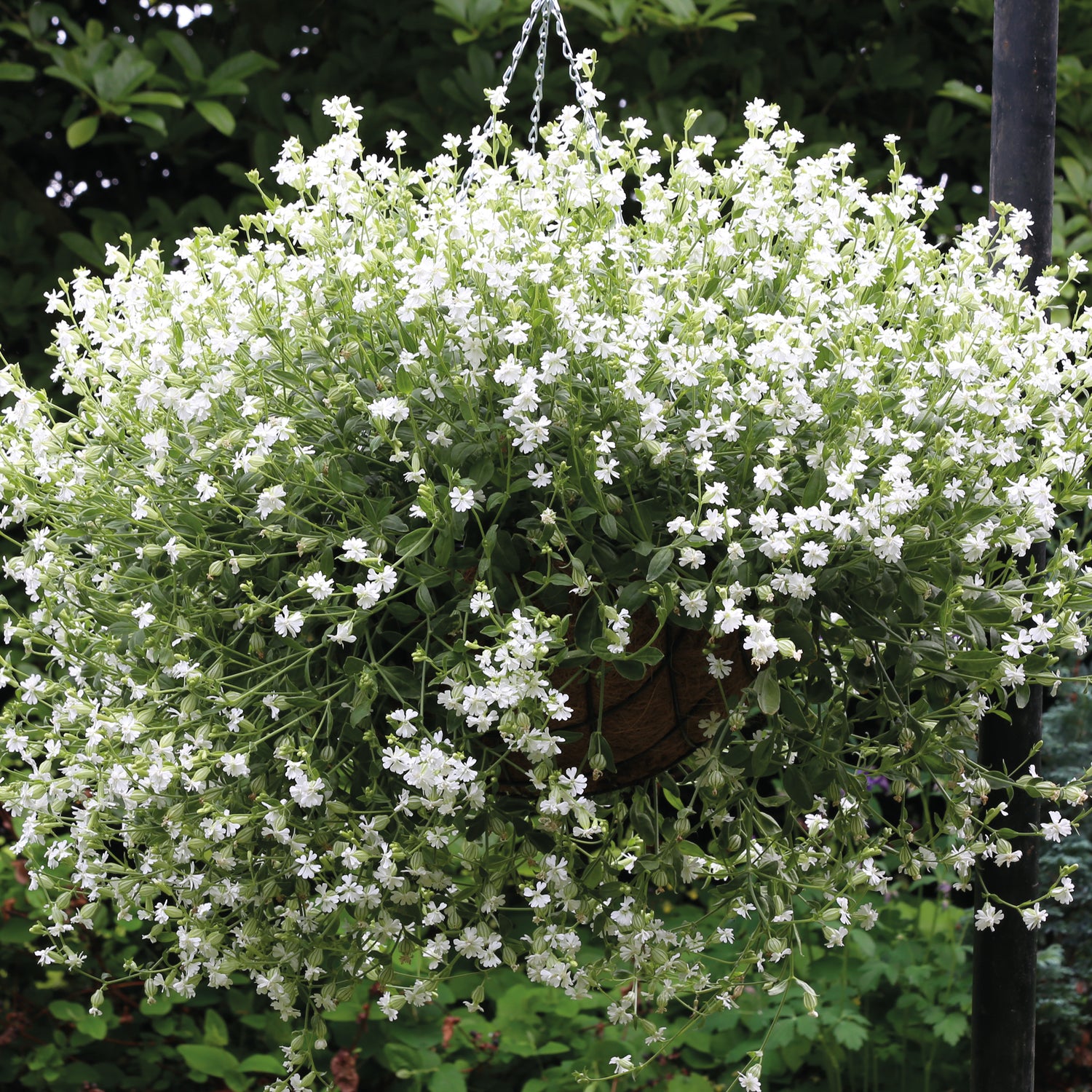 5 kpl Rentokohokki ’Sibella White’