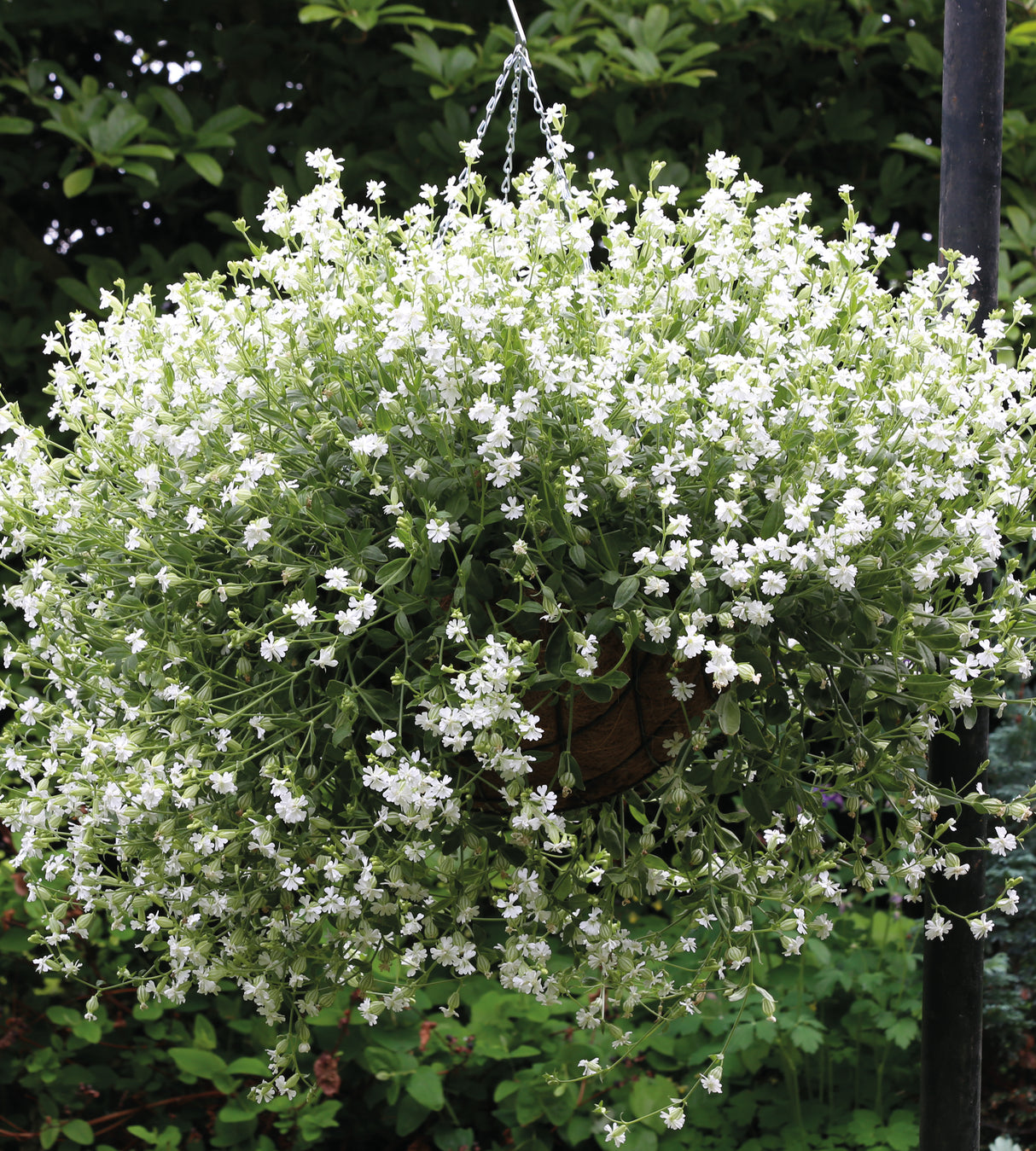 5 kpl Rentokohokki ’Sibella White’