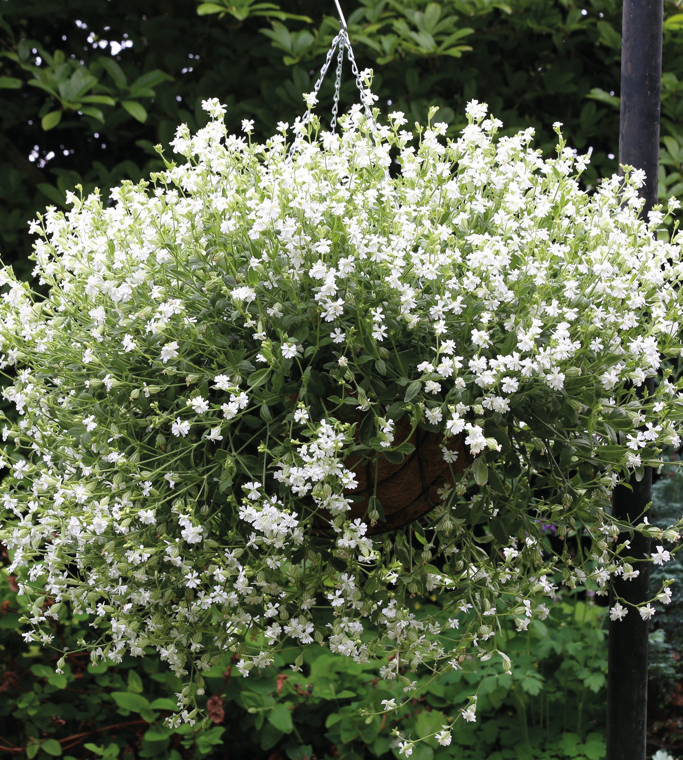 5 kpl Rentokohokki ’Sibella White’