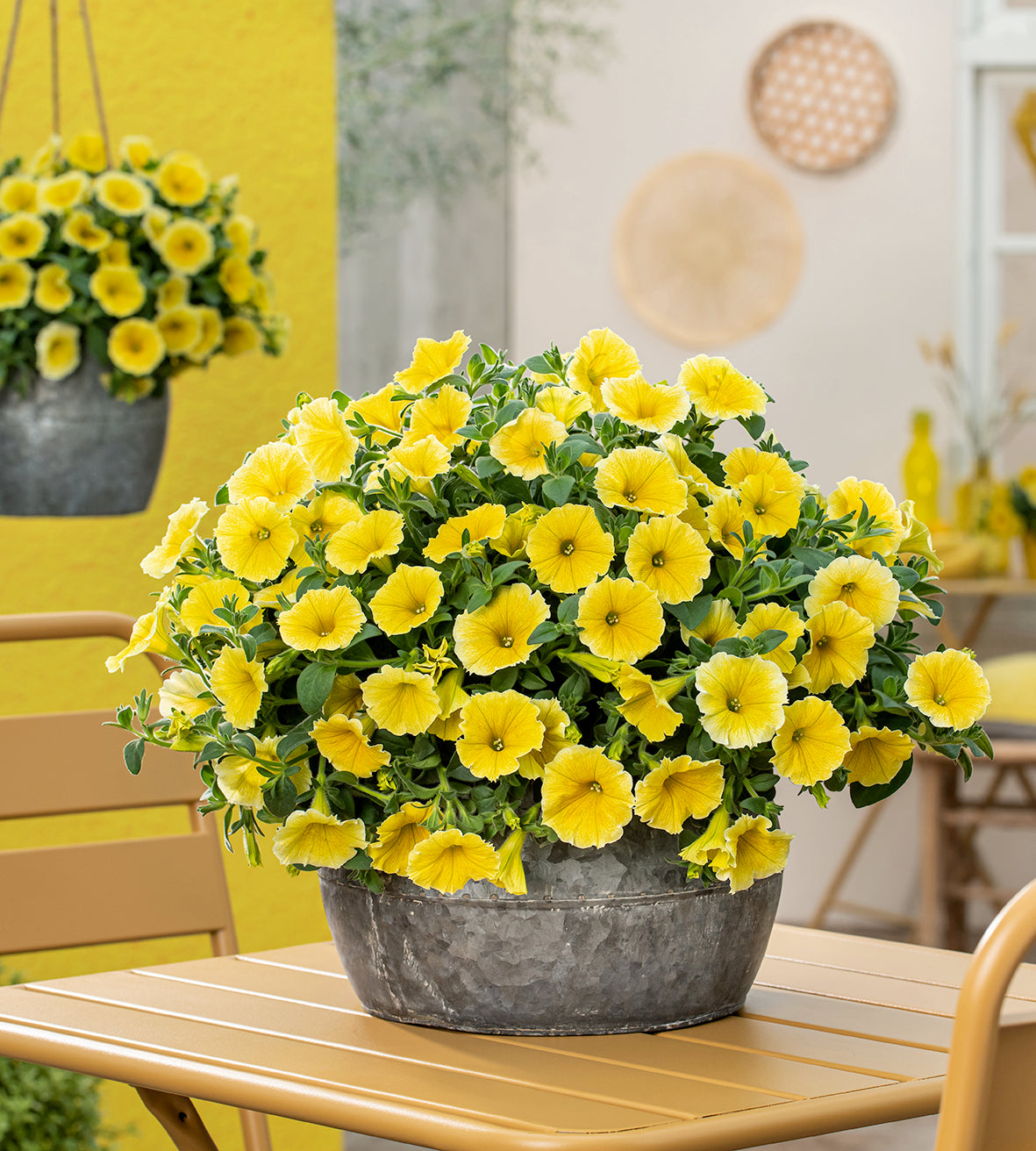 Petunia ’Bee’s Knees’ 4 kpl
