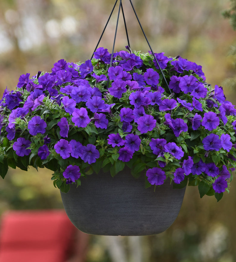 4 kpl Petunia ’ColorCrush Blue’