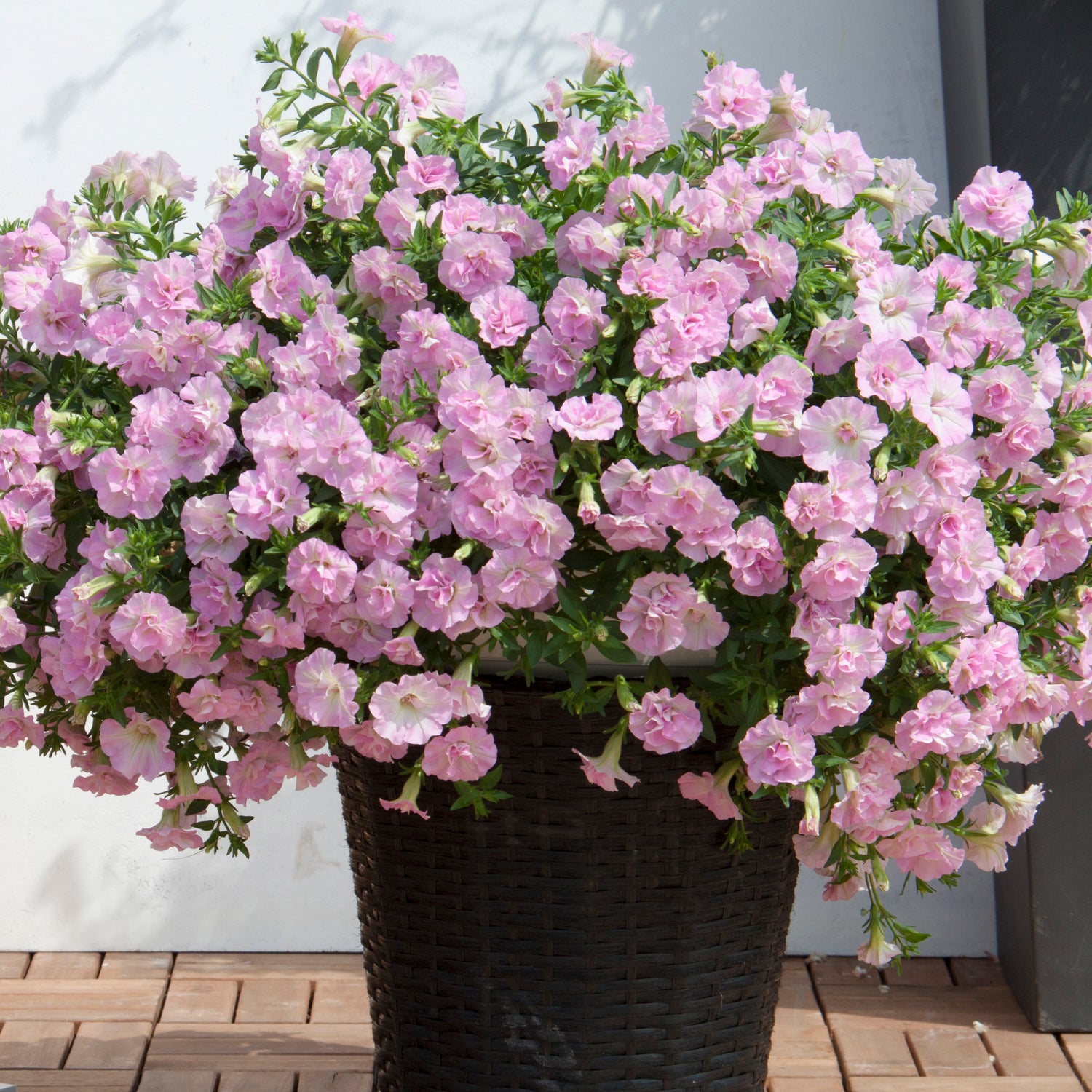 3 kpl Petunia ’Sweet Sunshine Light Pink’
