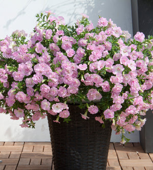 3 kpl Petunia ’Sweet Sunshine Light Pink’