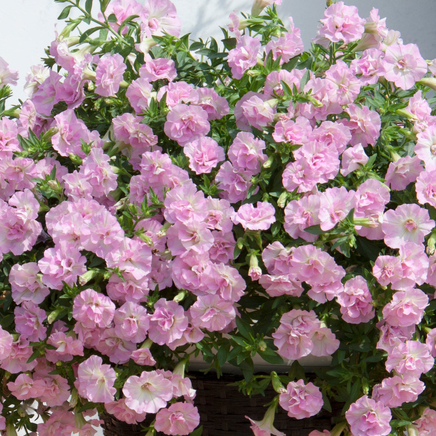 3 kpl Petunia ’Sweet Sunshine Light Pink’