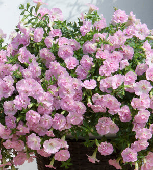 3 kpl Petunia ’Sweet Sunshine Light Pink’