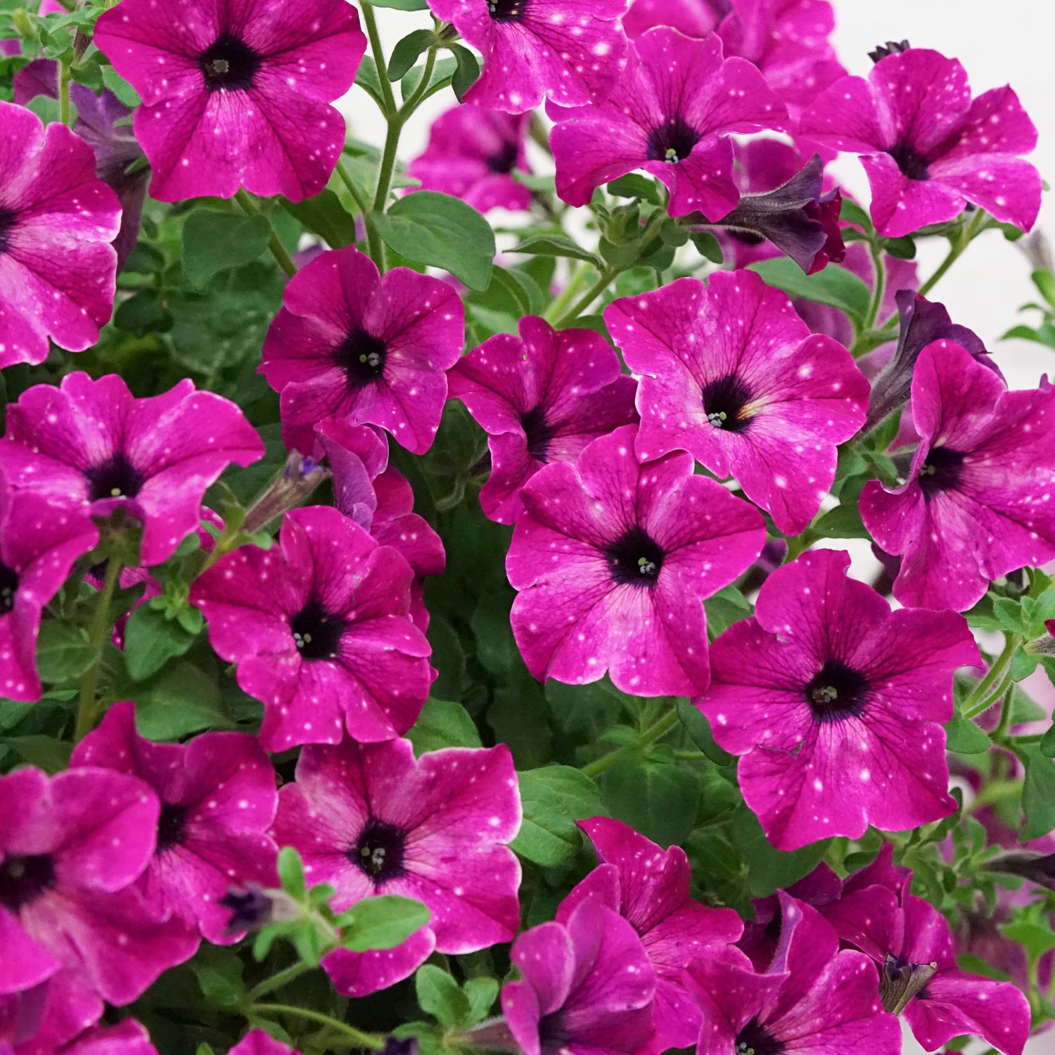 4 kpl Petunia ’Circus Sky’