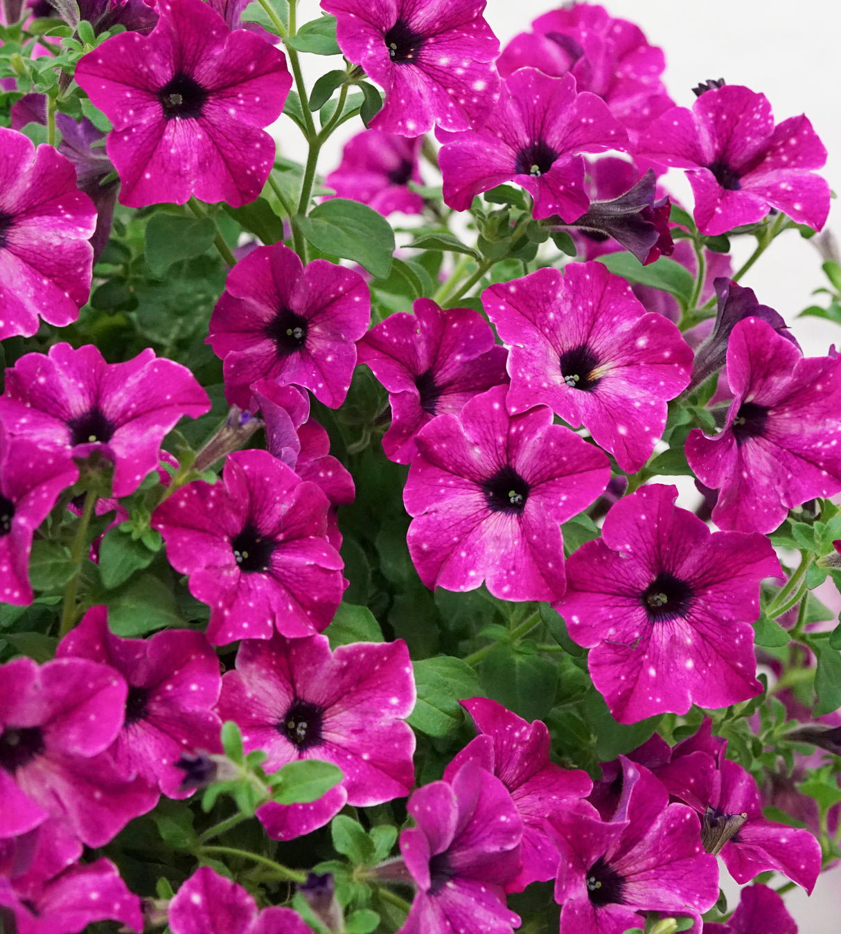 4 kpl Petunia ’Circus Sky’