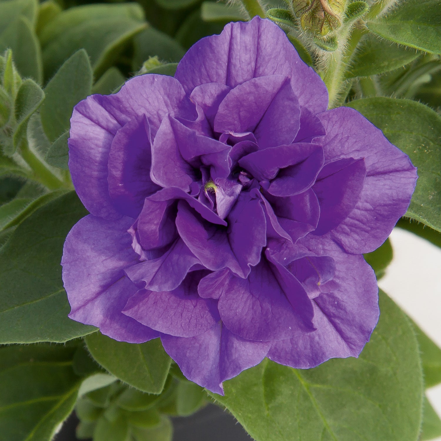 3 kpl Petunia ’Sweet Sunshine Provence’
