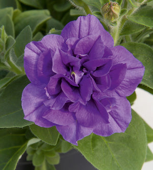 3 kpl Petunia ’Sweet Sunshine Provence’