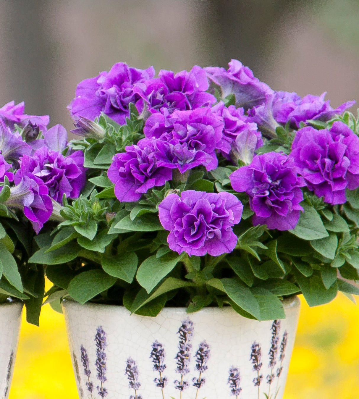 3 kpl Petunia ’Sweet Sunshine Provence’