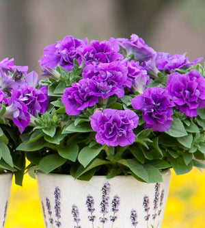 3 kpl Petunia ’Sweet Sunshine Provence’