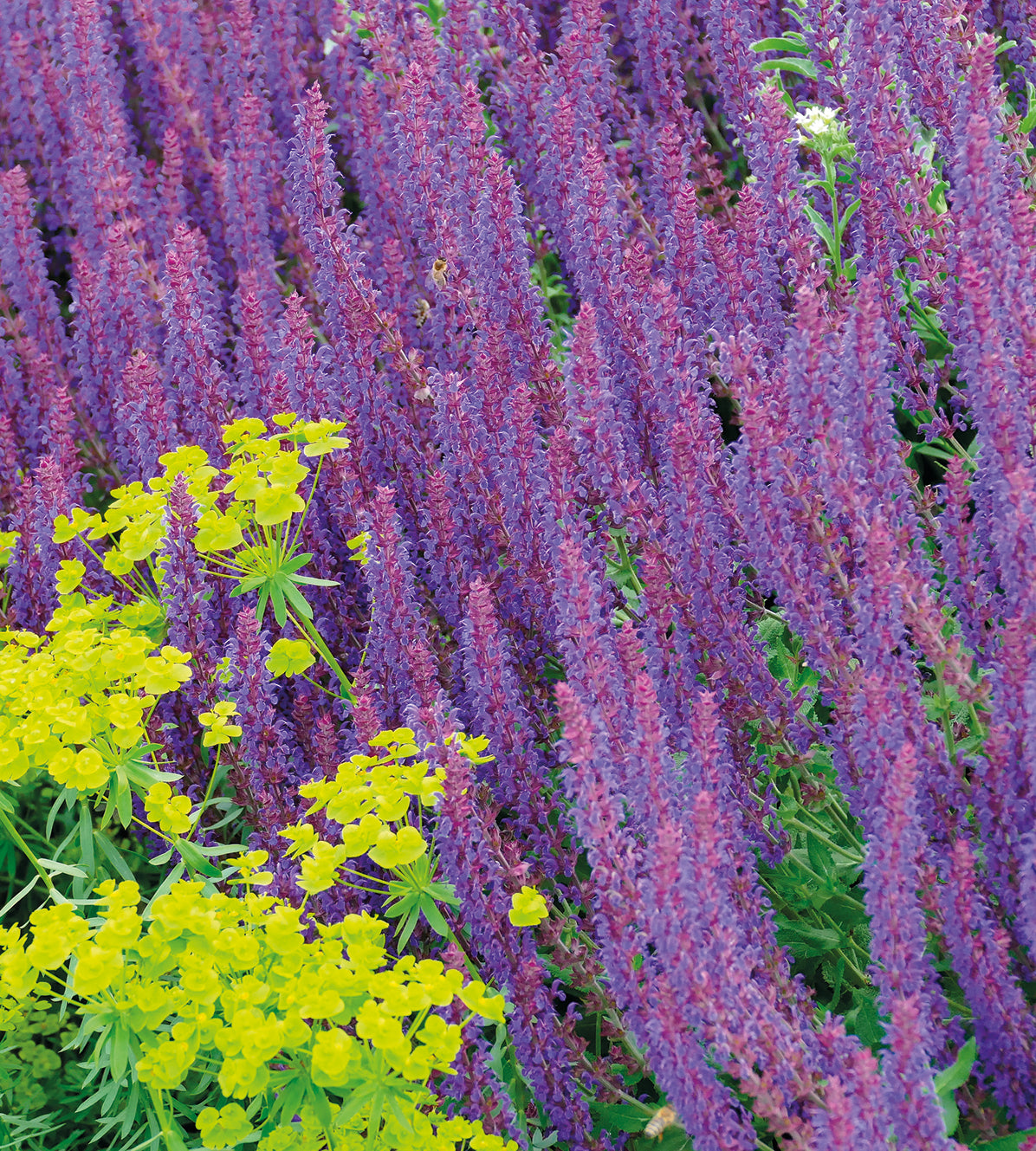 3 kpl Lehtosalvia Amethyst