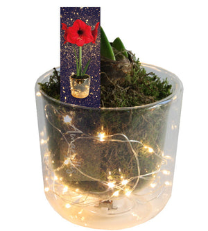 3  kpl Amaryllis LED-valoruukussa