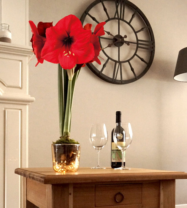 1  kpl Amaryllis LED-valoruukussa