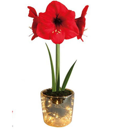 3  kpl Amaryllis LED-valoruukussa