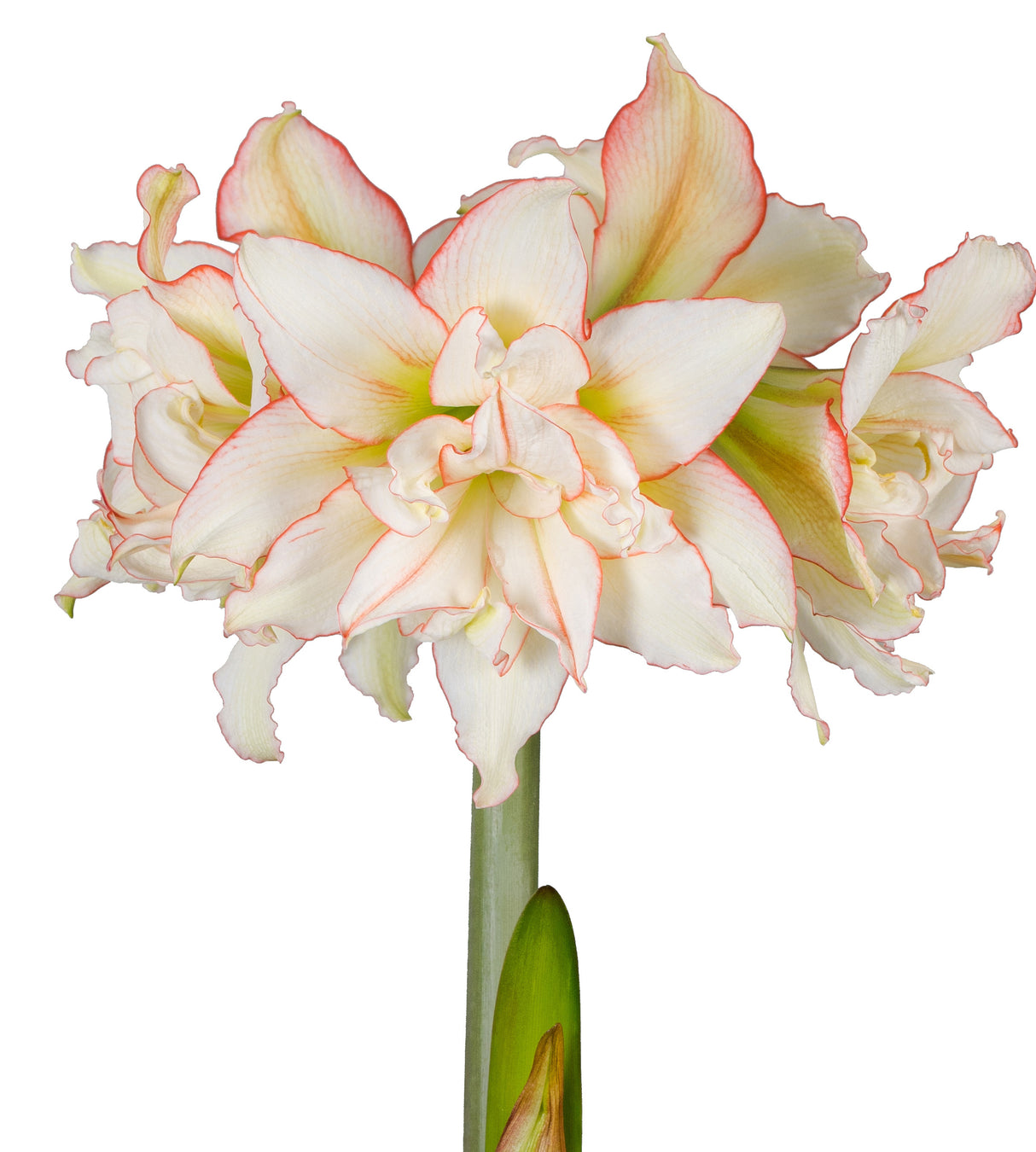 3 kpl Amaryllis Harlequin