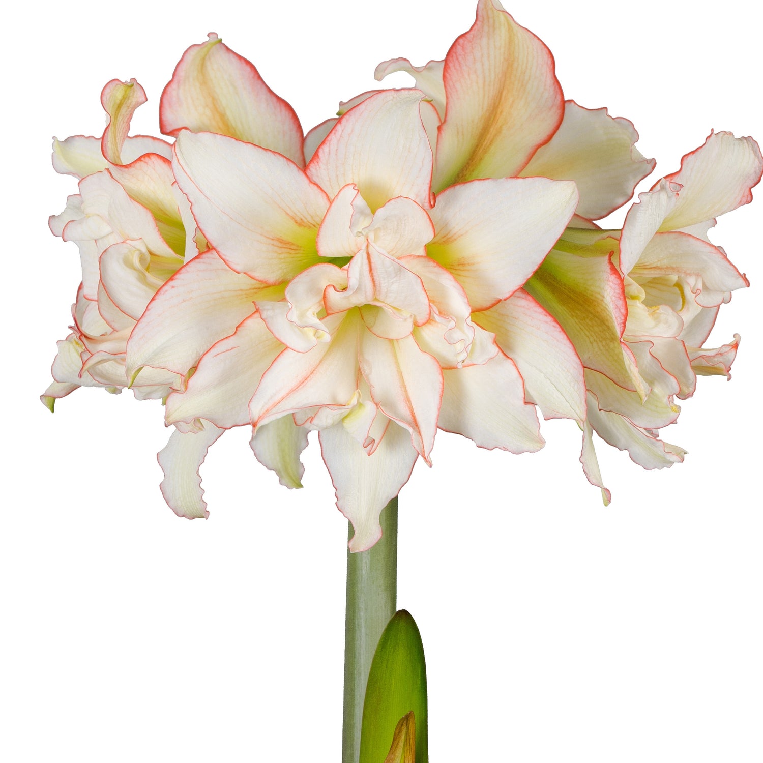 1 kpl Amaryllis Harlequin
