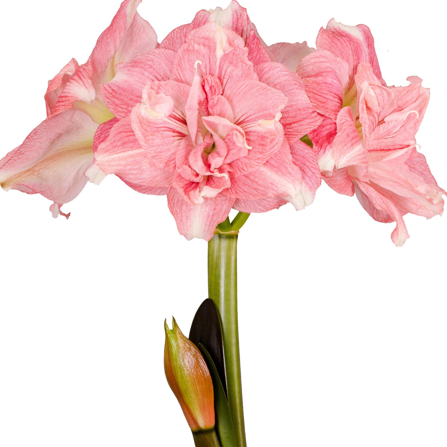 1 kpl Amaryllis Rozetta