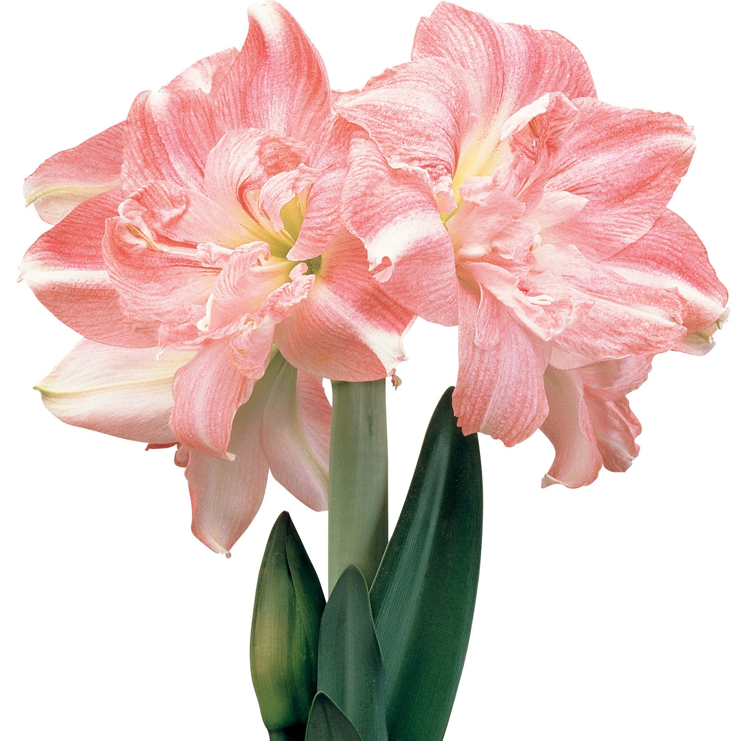 1 kpl Amaryllis Rozetta