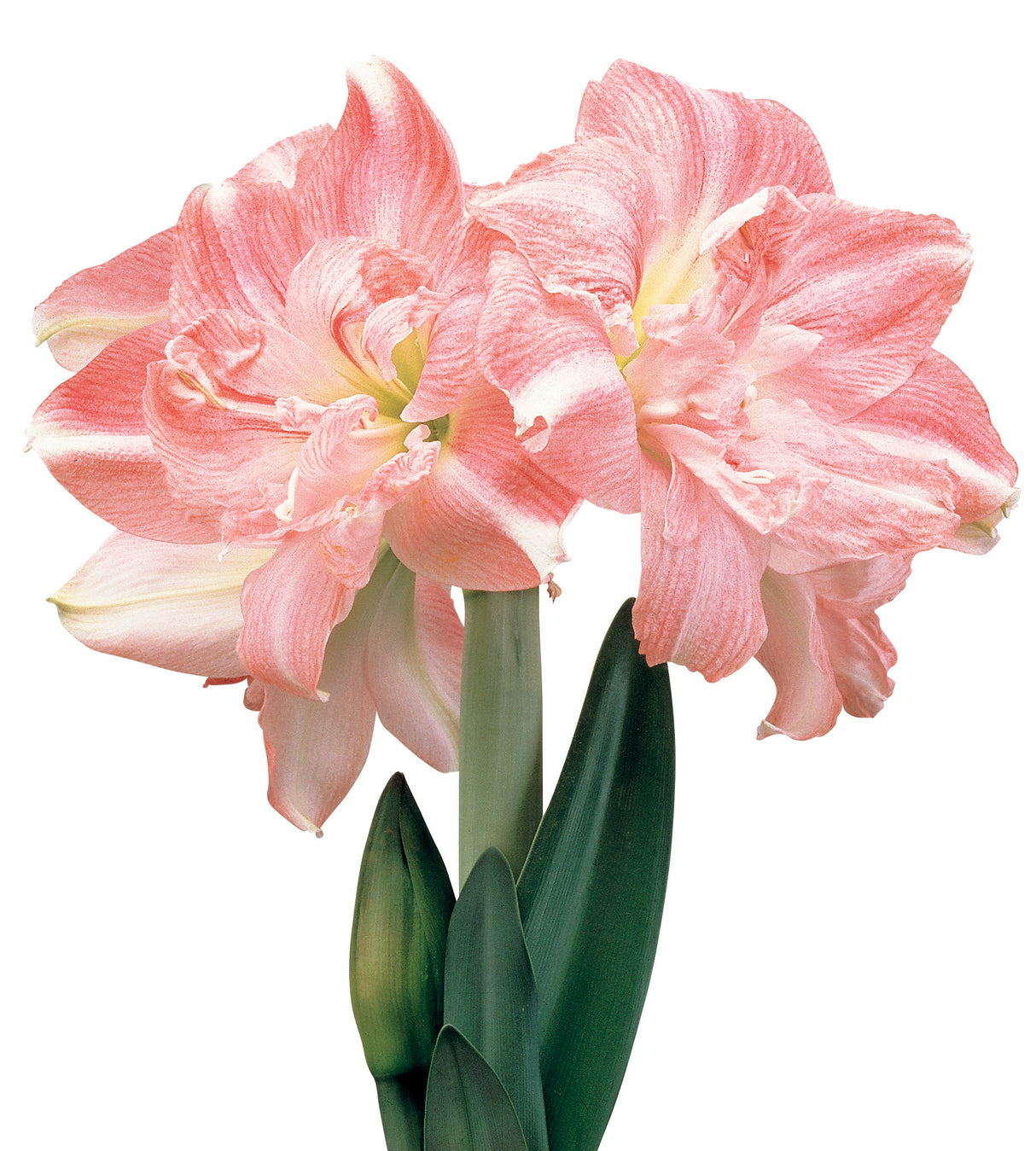 3 kpl Amaryllis Rozetta