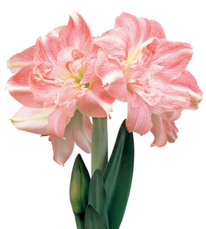 3 kpl Amaryllis Rozetta