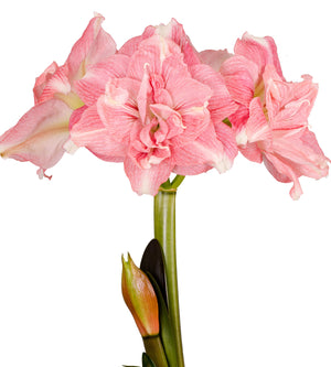 3 kpl Amaryllis Rozetta