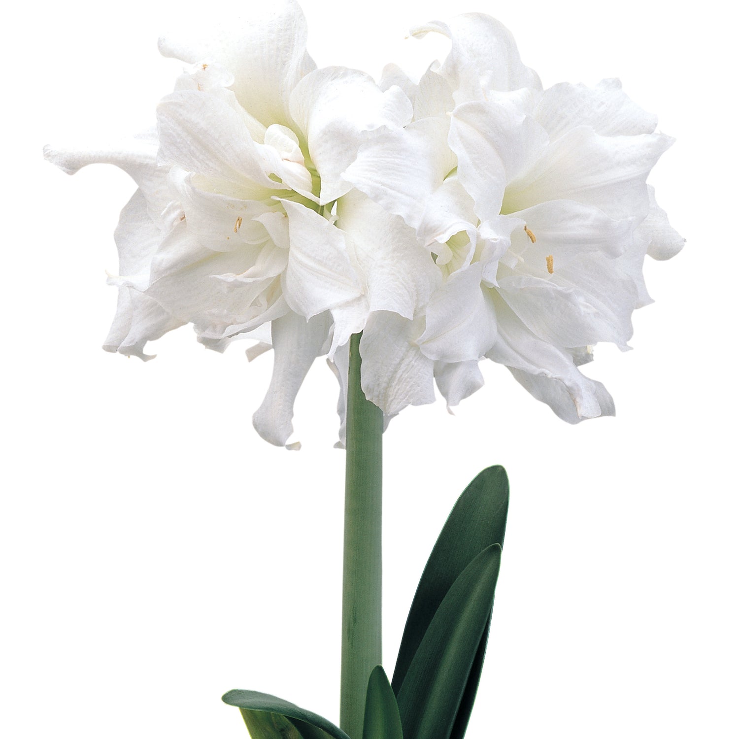 1 kpl Amaryllis Snow White