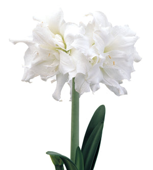 1 kpl Amaryllis Snow White