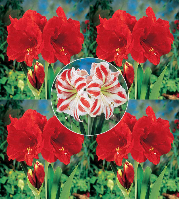 5 kpl Amaryllis mix