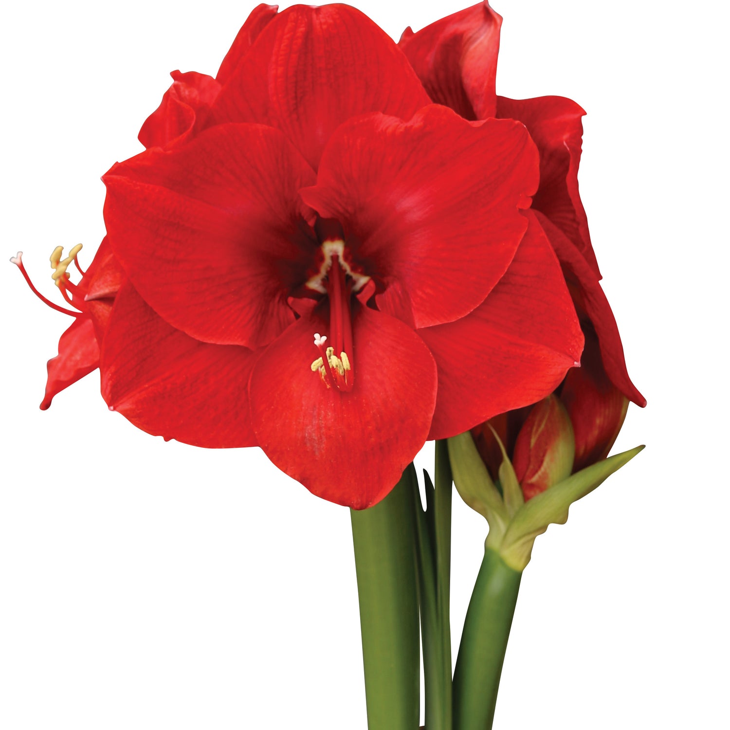 3 kpl Amaryllis Merry Christmas