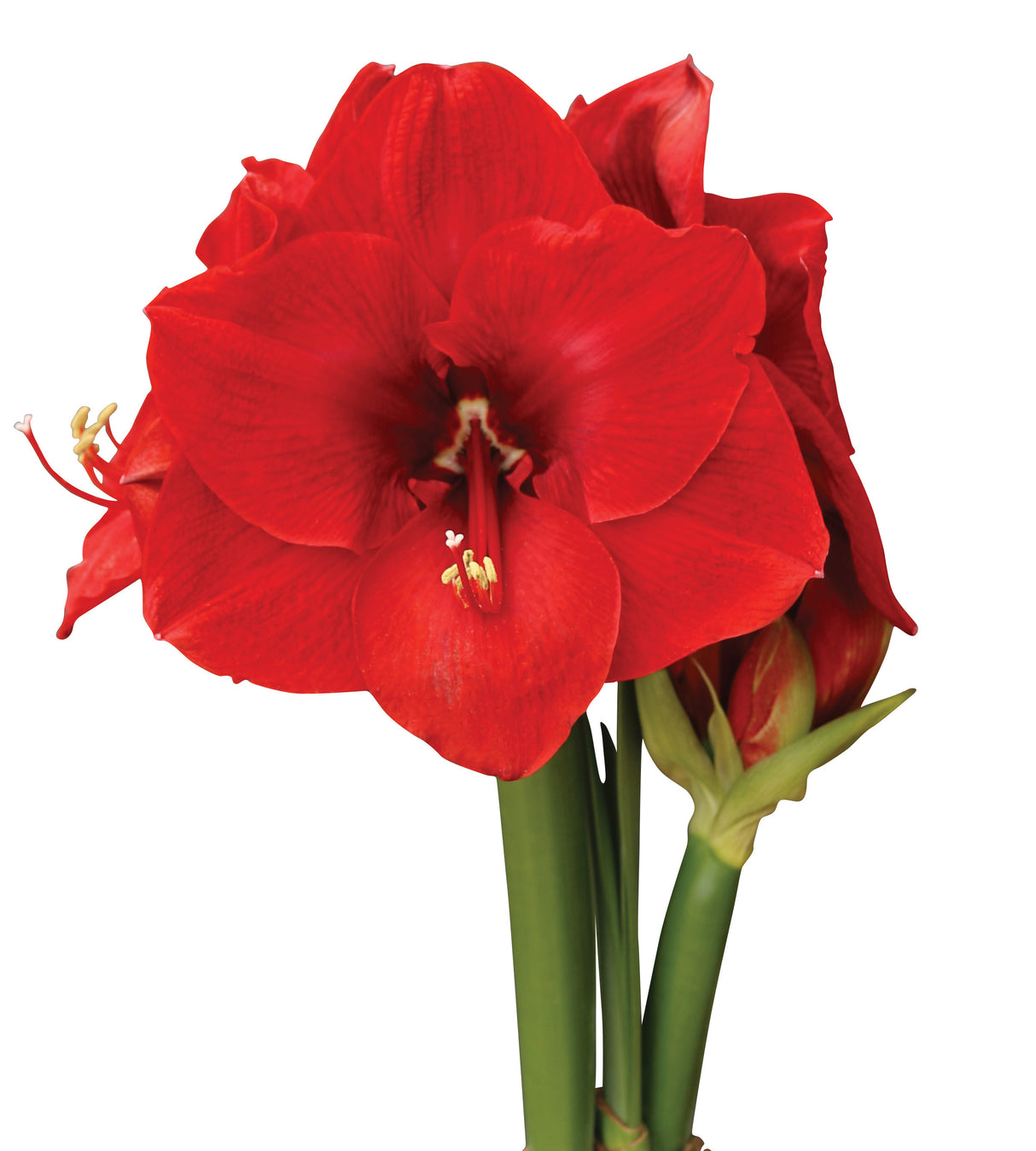 3 kpl Amaryllis Merry Christmas