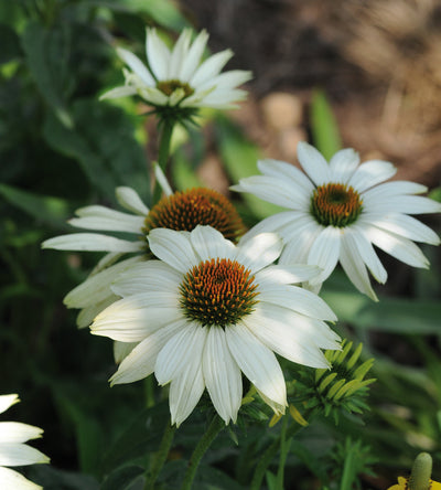 3 kpl Punahattu 'White Swan'