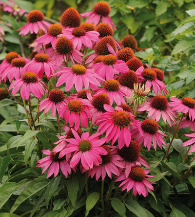 3 kpl Punahattu 'Magnus'