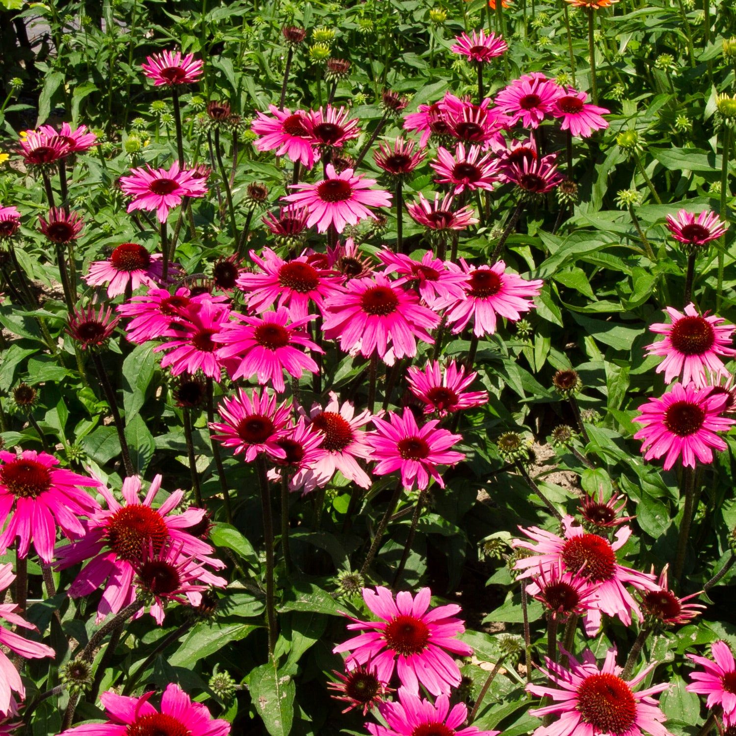 3 kpl Punahattu 'Magnus'