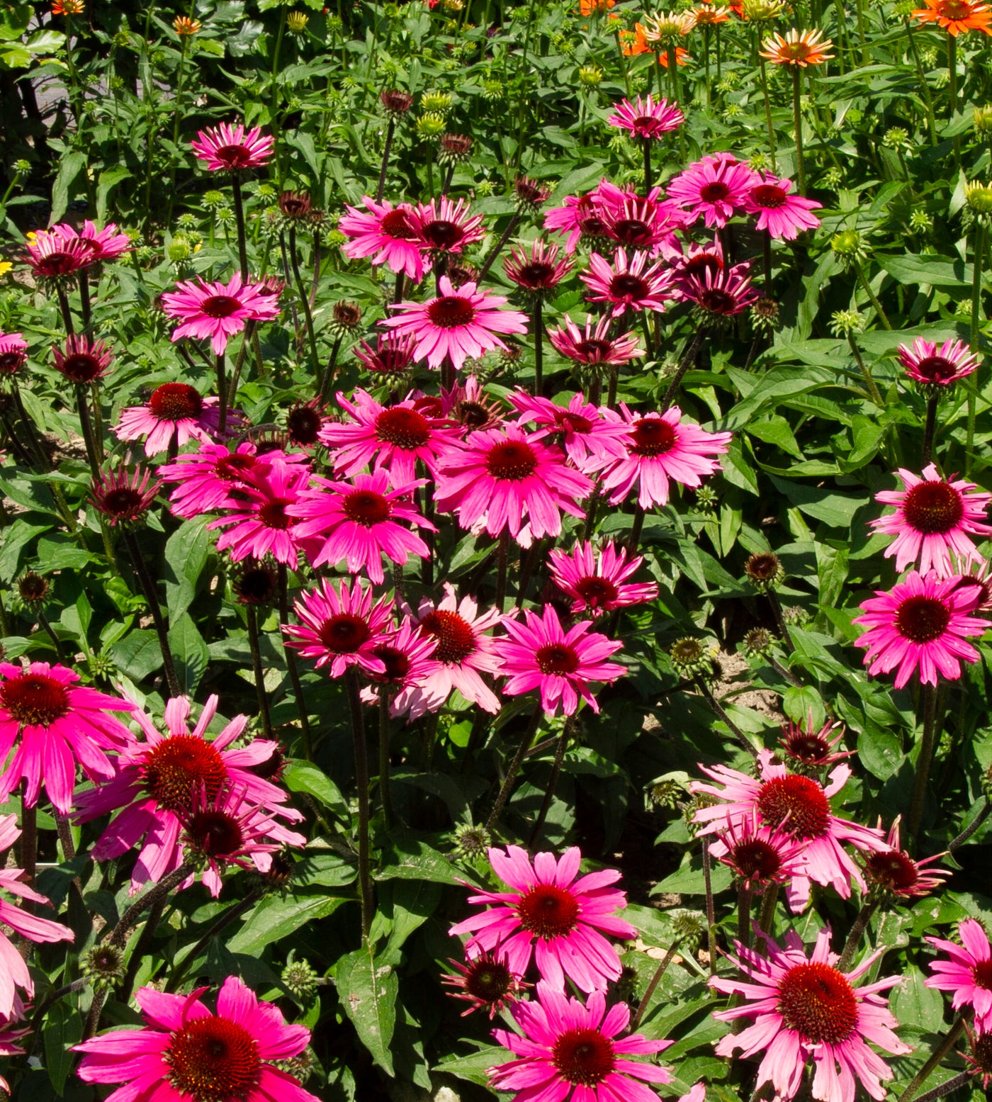 3 kpl Punahattu 'Magnus'