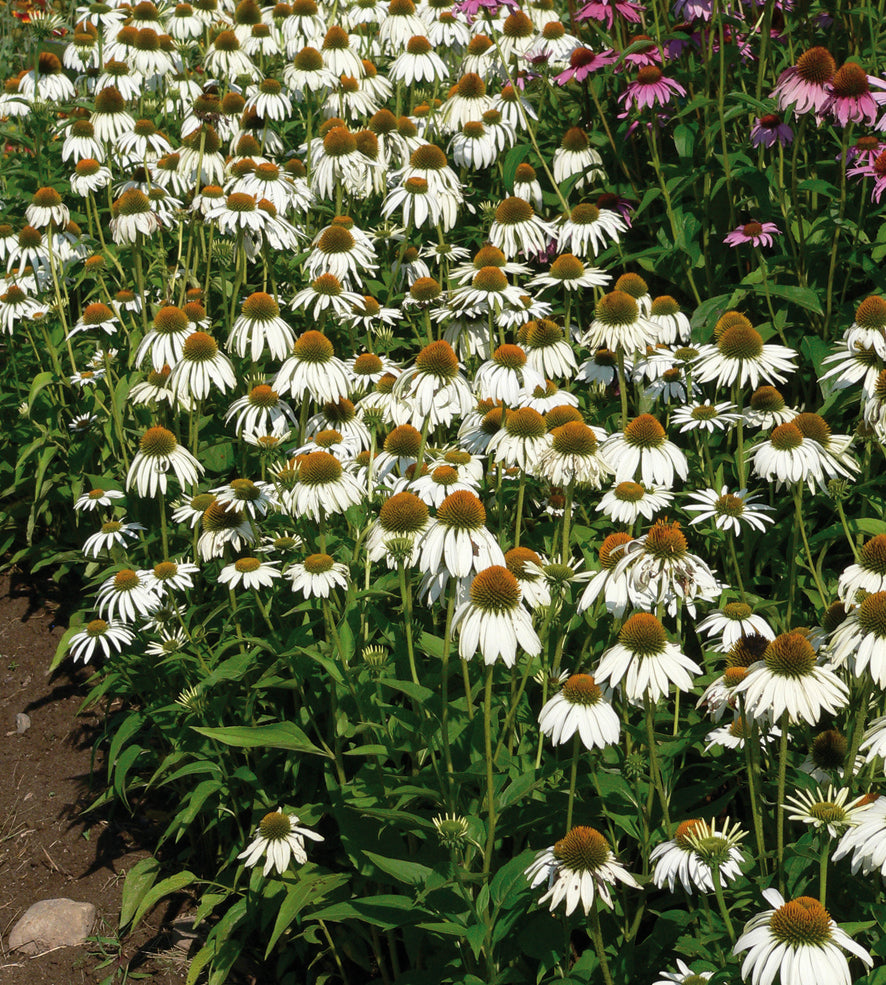 3 kpl Punahattu 'White Swan'