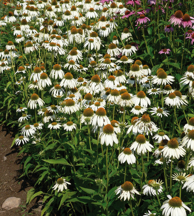 3 kpl Punahattu 'White Swan'