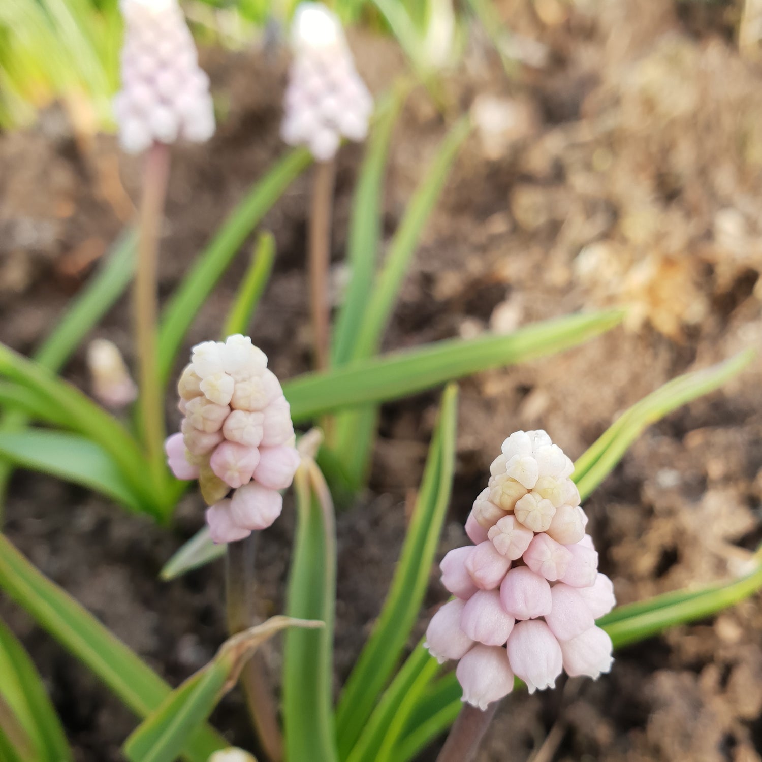 5 kpl Helmililja 'Pink Sunrise'