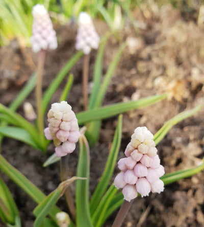 5 kpl Helmililja 'Pink Sunrise'