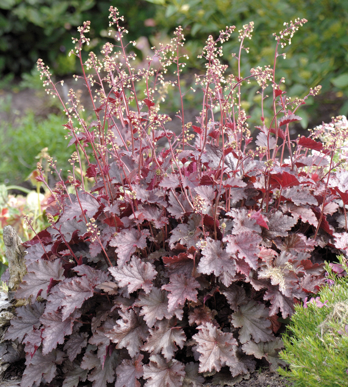 3 kpl Purppurakeijunkukka ’Palace Purple’