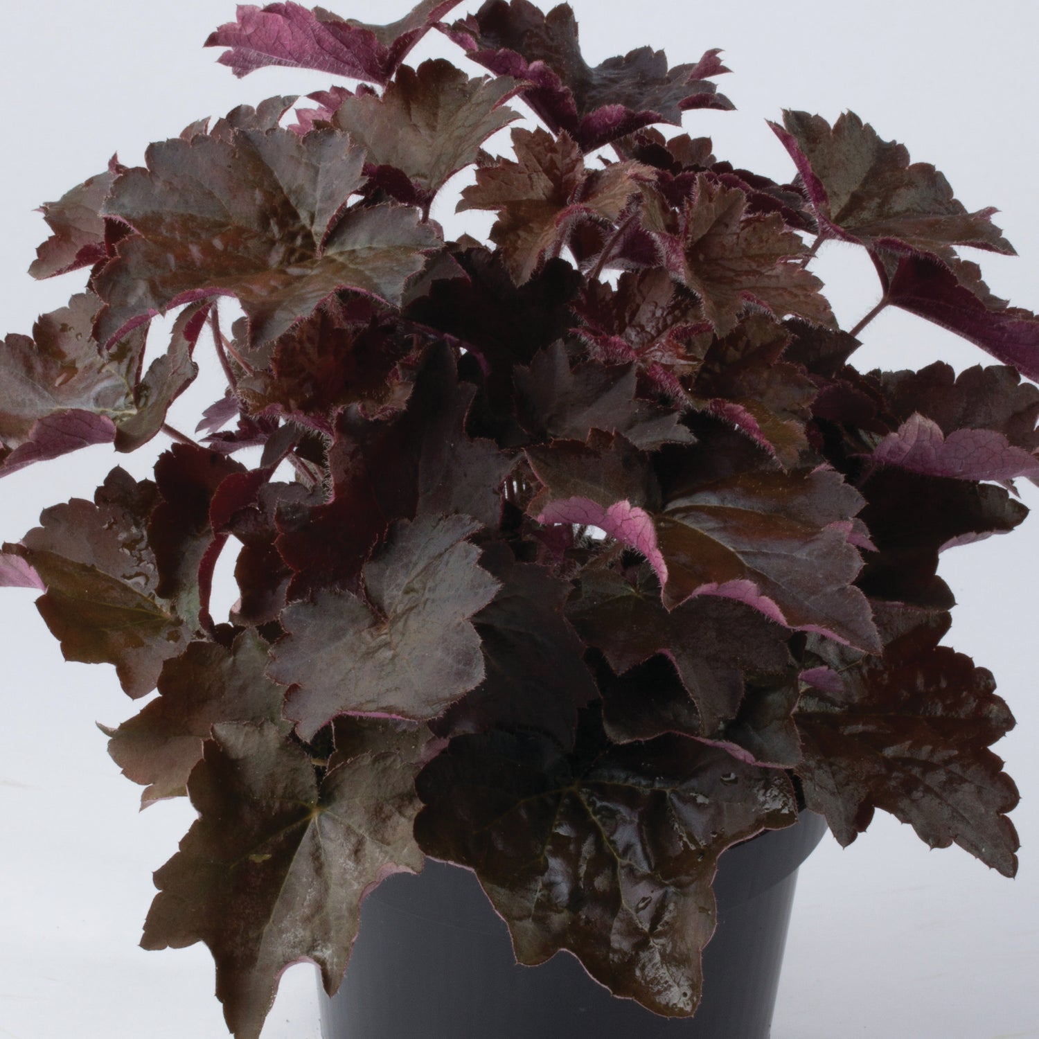 3 kpl Purppurakeijunkukka ’Palace Purple’